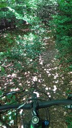 Roule forêt 