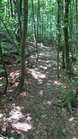 Roule forêt 