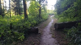 L'après Taf forêt 