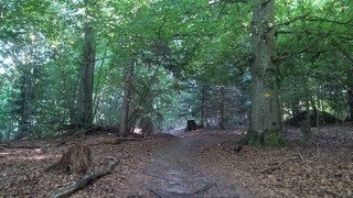 L'après Taf forêt 