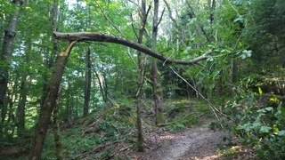 L'après Taf forêt 