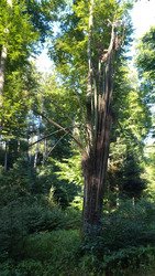 L'après Taf forêt 
