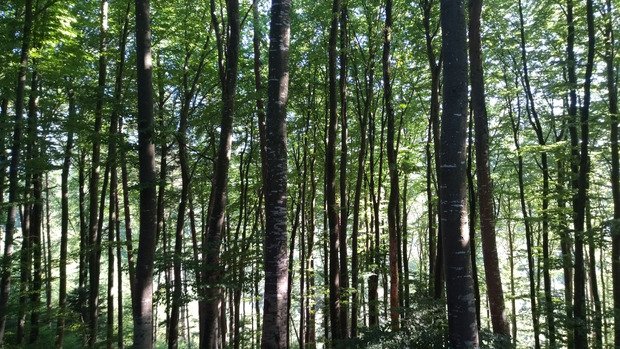 L'après Taf forêt 