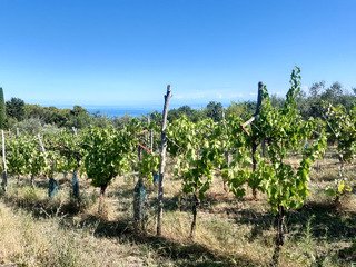 Slovénie SW - Entre mer, vignes et oliviers 