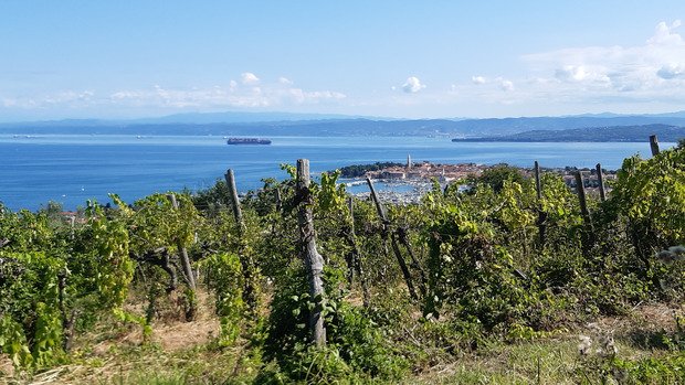 Slovénie SW - Entre mer, vignes et oliviers 