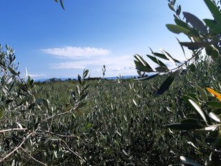 Slovénie SW - Entre mer, vignes et oliviers 