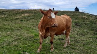 Slovénie - Vlalika planina