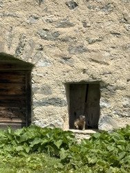 Un peu de plat vers l’alpage de Ritord!