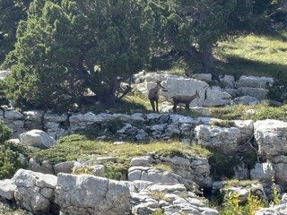 Dent de Crolles pour fuir la canicule!