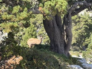 Dent de Crolles pour fuir la canicule!
