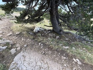 Au frais &agrave; Chamechaude!