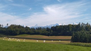 Les p'tites Berg du plateau