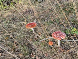 L'été indien en Belgique
