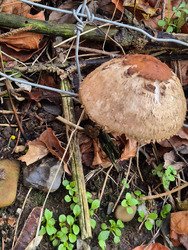 Belgique. C'est le printemps! Il n'y a plus de saison...