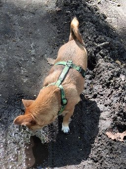 Boucles &agrave; pied, sud Ile de France 