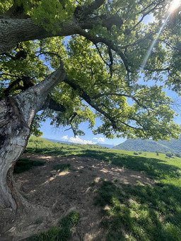 Un peu de soleil, un vieux ch&ecirc;ne, et la paix ✌🏻 