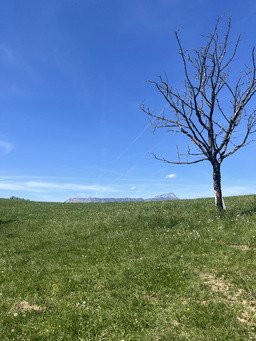 Un peu de soleil, un vieux ch&ecirc;ne, et la paix ✌🏻 