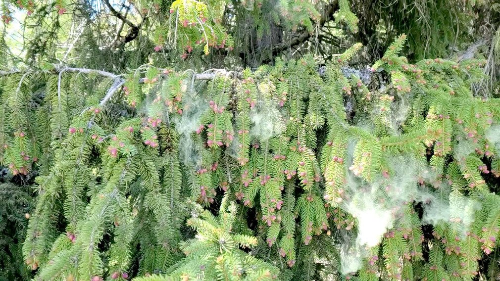Pollen or not pollen