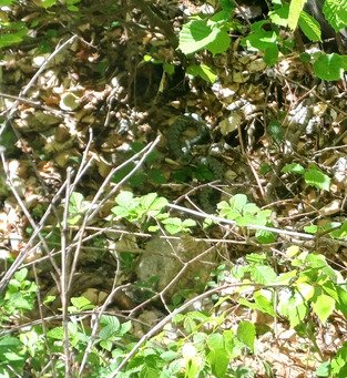 Petits d&eacute;tours et... oh suprise 🐍