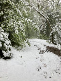Charteuse sous la neige