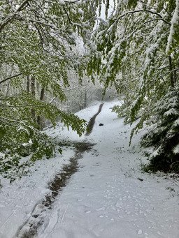 Charteuse sous la neige