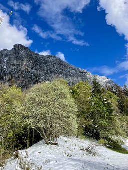 Charteuse sous la neige