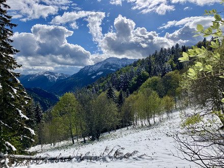 Charteuse sous la neige