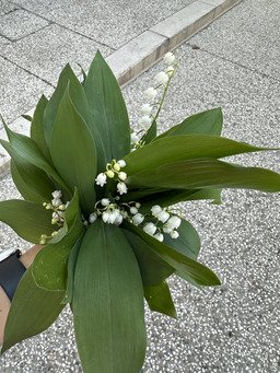 Rando du Muguet