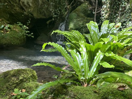 Rando dans les Gorges D&rsquo;Ombl&egrave;ze et cascade de la druisse 