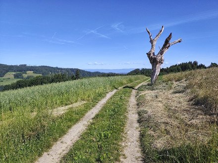 Dans les trous de l'Emmental 