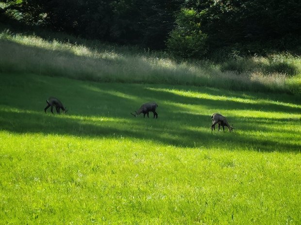 Dans les trous de l'Emmental 