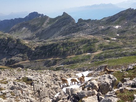 Travers&eacute;e des Moucherolles 
