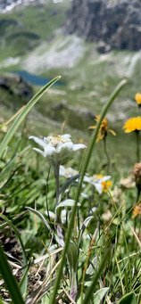 Tour du Mont Pourri en rando-trail