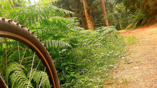 VTT bois&eacute;, c'est bien bon !