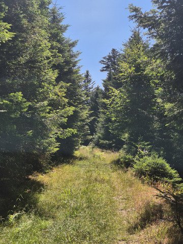 Le Grand Ventron, loin des foules. 