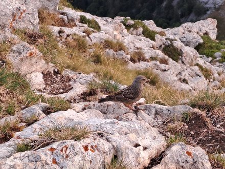 Rando Petit et Grand Som