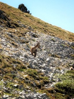 Dans le Vercors...