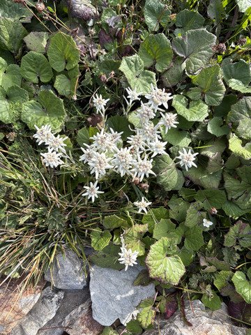 Boucle en Belledonne!