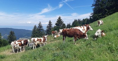 En Vall&eacute;e Verte