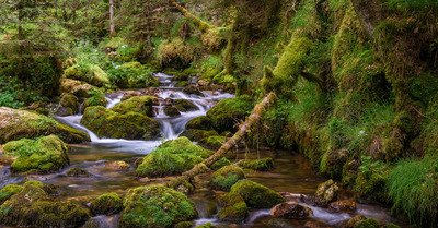 Gorges du Bruyant, ambiance tropicale pr&egrave;s de Grenoble