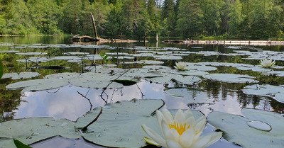 Kols&aring;toppen : Randonn&eacute;e hors piste en for&ecirc;t
