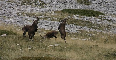 Surprises sur le plateau du Glandasse !