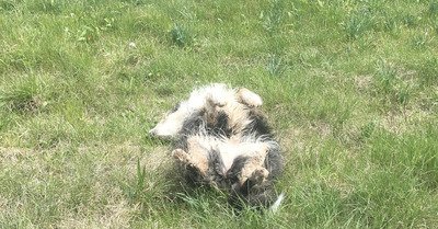 Le long course du week-end (avec chien 😀)