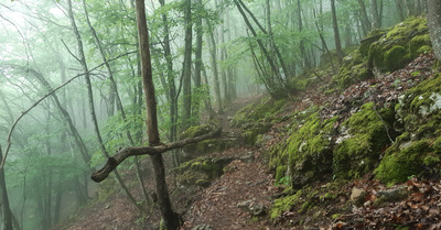 La forêt humide, c'est beau...