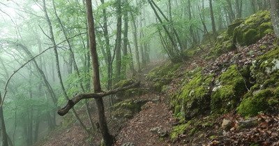 La for&ecirc;t humide, c'est beau...
