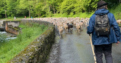 Montée des troupeaux en estives 