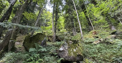 Boucle dans les sous bois 