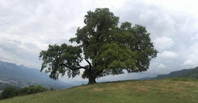 Majestueux ch&ecirc;ne de Venon!