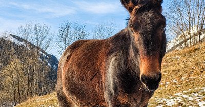 Promenade dominicale au soleil