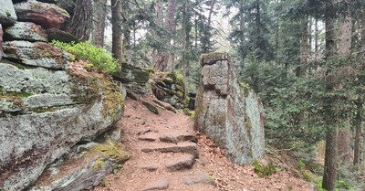 Sortie trail autour du Mont Saint-Odile
